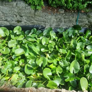 Joblot fishpond water lilies assorted colours - Image 3
