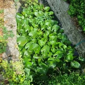 Joblot fishpond water lilies assorted colours