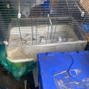 Bird cage - Image 3
