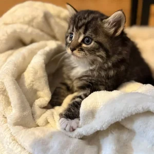 8-week-old kittens, 3 left - Image 2