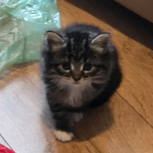 8-week-old kittens, 3 left - Image 3