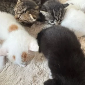 8-week-old kittens, 3 left - Image 4