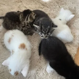 8-week-old kittens, 3 left - Image 5