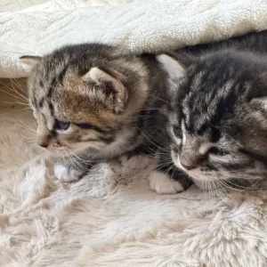 8-week-old kittens, 3 left - Image 6
