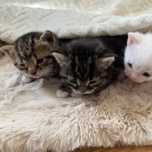 8-week-old kittens, 3 left - Image 7