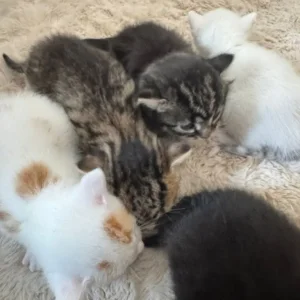 8-week-old kittens, 3 left - Image 8