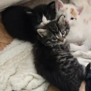 8-week-old kittens, 3 left