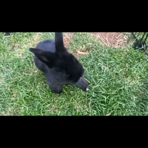 Mini lop rabbits - Image 2
