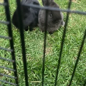 Mini lop rabbits - Image 3