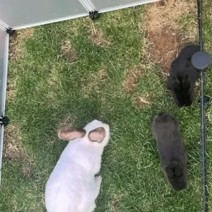 Mini lop rabbits - Image 4