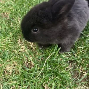 Mini lop rabbits