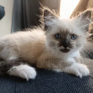 Ragdoll kittens - Image 2