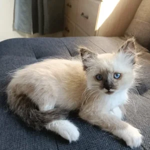 Ragdoll kittens - Image 3