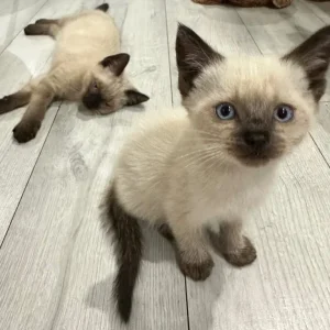 Ragdoll kittens - Image 4