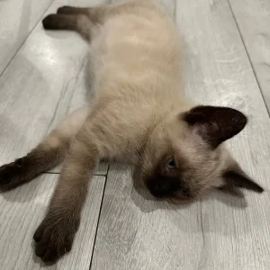 Ragdoll kittens - Image 5