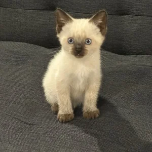 Ragdoll kittens - Image 6
