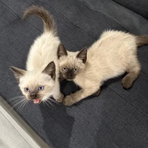 Ragdoll kittens - Image 7