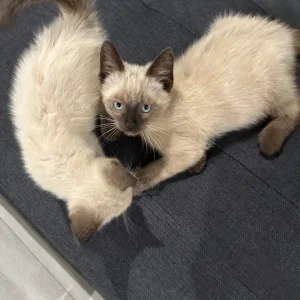 Ragdoll kittens - Image 8