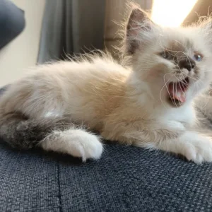Ragdoll kittens