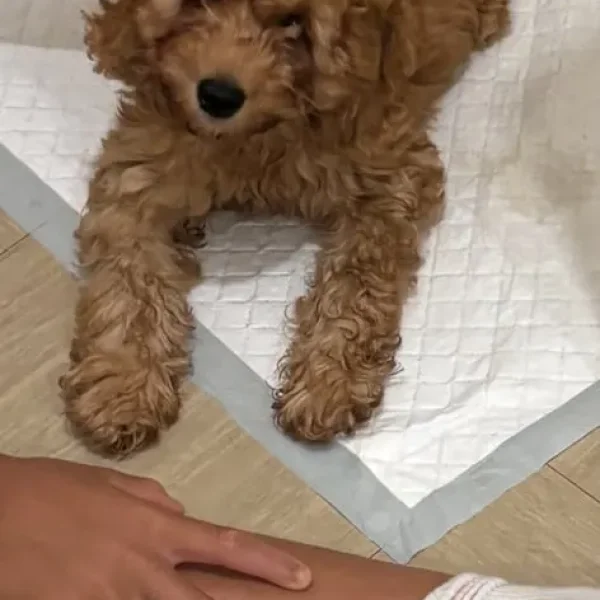 9-week-old Cavapoo puppy