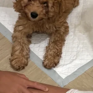 9-week-old Cavapoo puppy