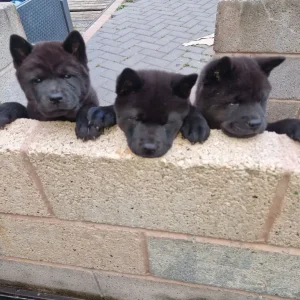 3 KC registered smooth coat chow chow puppies - Image 2