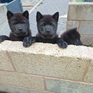 3 KC registered smooth coat chow chow puppies - Image 3