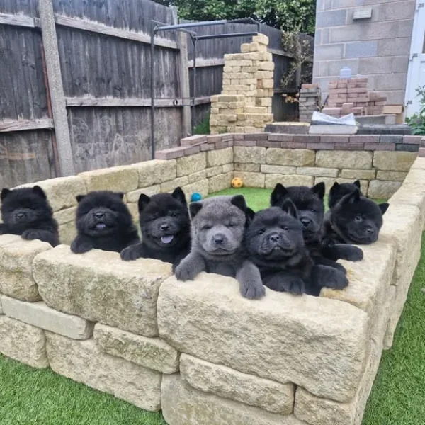 3 KC registered smooth coat chow chow puppies