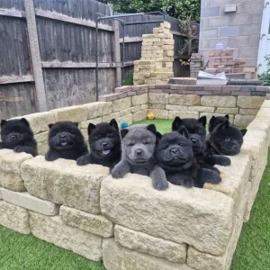 3 KC registered smooth coat chow chow puppies