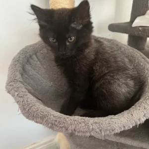 2 Beautiful Black/Grey Longhaired Kittens 😻 - Image 2