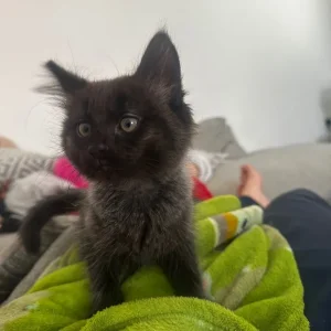 2 Beautiful Black/Grey Longhaired Kittens 😻 - Image 4
