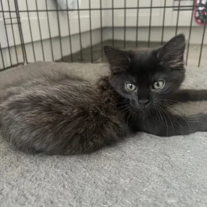 2 Beautiful Black/Grey Longhaired Kittens 😻 - Image 5