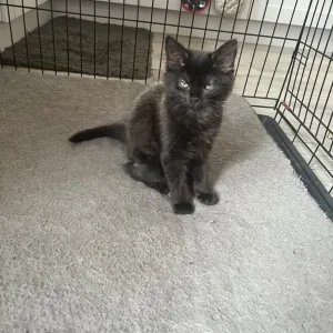 2 Beautiful Black/Grey Longhaired Kittens 😻 - Image 6