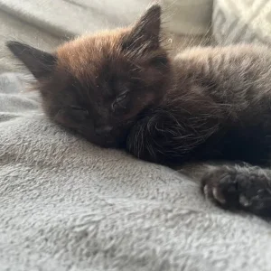 2 Beautiful Black/Grey Longhaired Kittens 😻 - Image 8