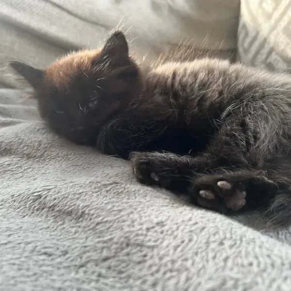 2 Beautiful Black/Grey Longhaired Kittens 😻