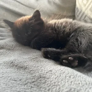 2 Beautiful Black/Grey Longhaired Kittens 😻