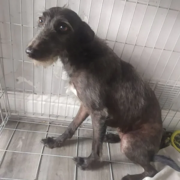 17-month-old whippet