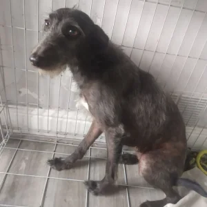 17-month-old whippet