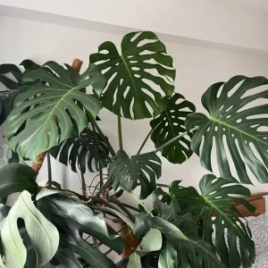 Giant form / XL Monstera Deliciosa plant - Image 2