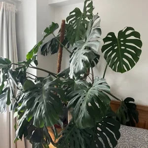 Giant form / XL Monstera Deliciosa plant - Image 3
