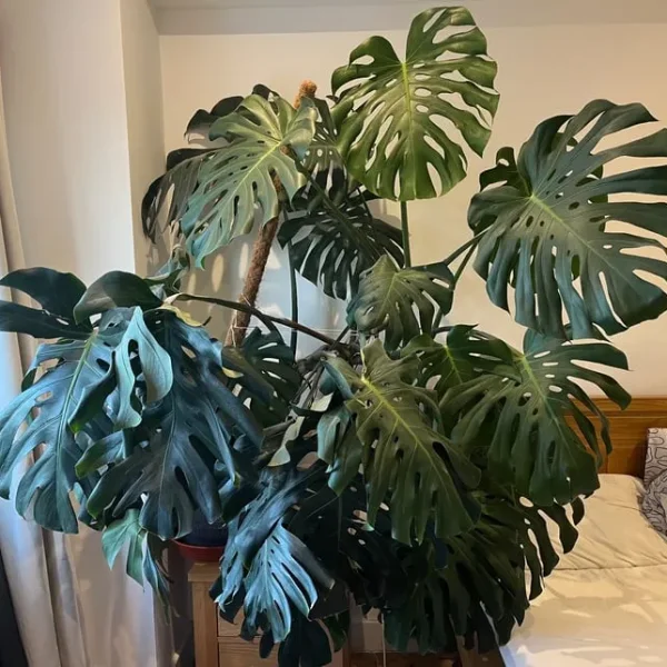 Giant form / XL Monstera Deliciosa plant