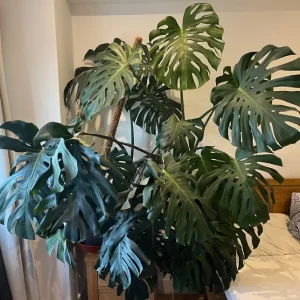 Giant form / XL Monstera Deliciosa plant