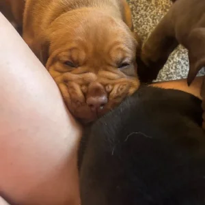 Cockerbull puppies - 2 girls left - Image 7