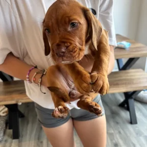 Cockerbull puppies - 2 girls left