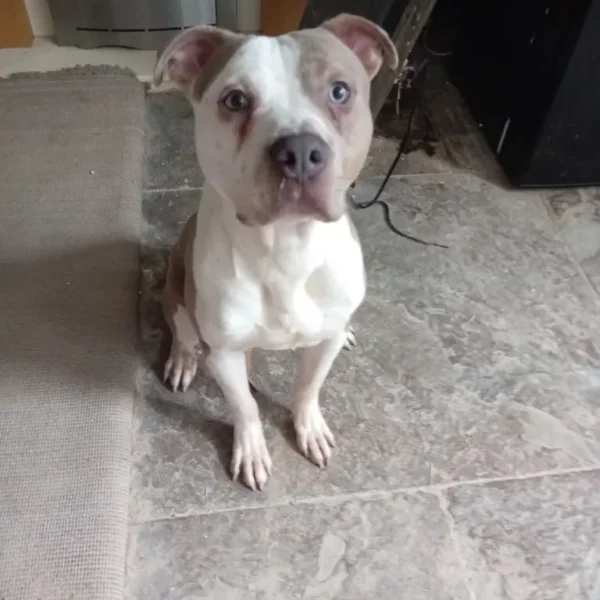 American bulldog