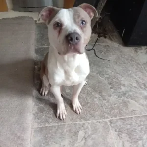 American bulldog