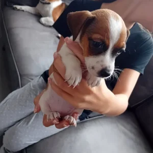 9-week-old Jack Russell puppies - Image 3
