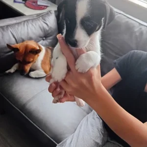 9-week-old Jack Russell puppies
