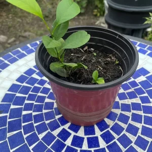 Lemon Plant in a Pot