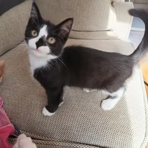 Female kitten - Image 2